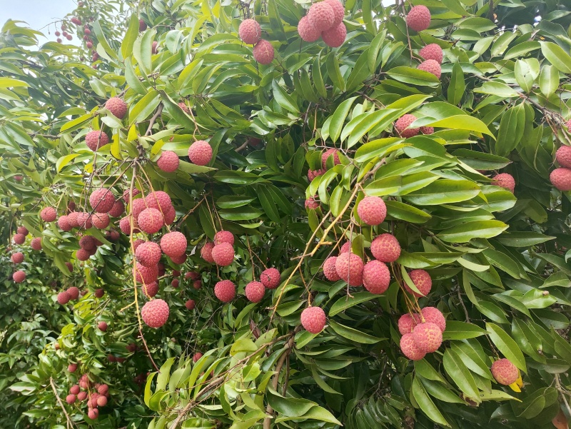 广西钦州香荔荔枝