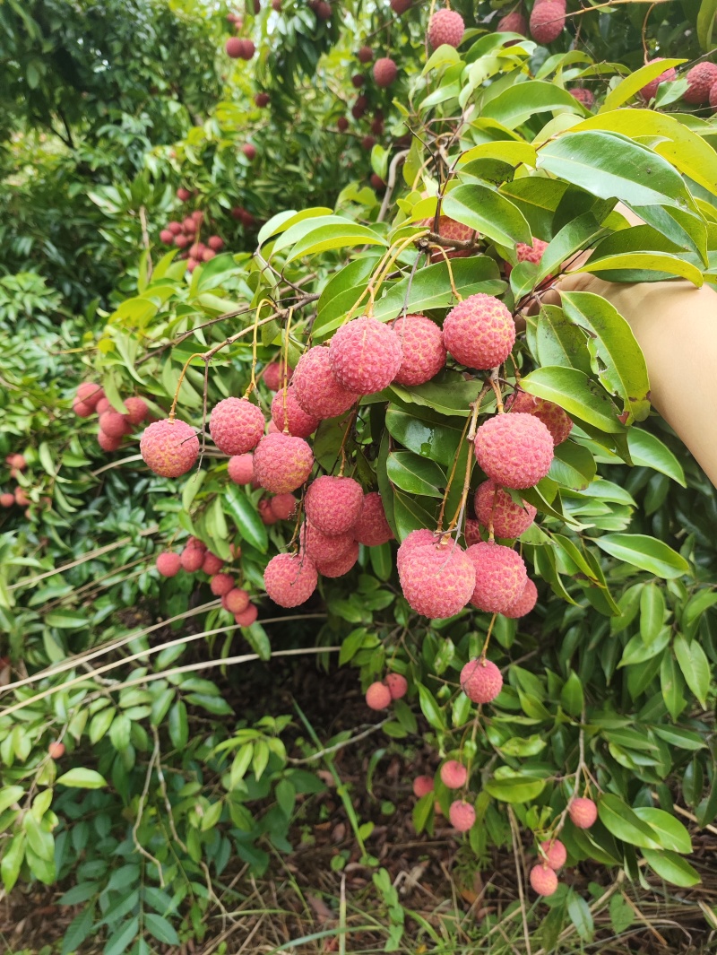 广西钦州香荔荔枝