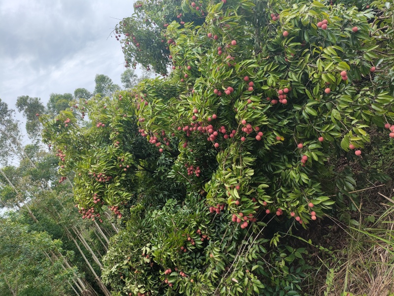 广西钦州香荔荔枝