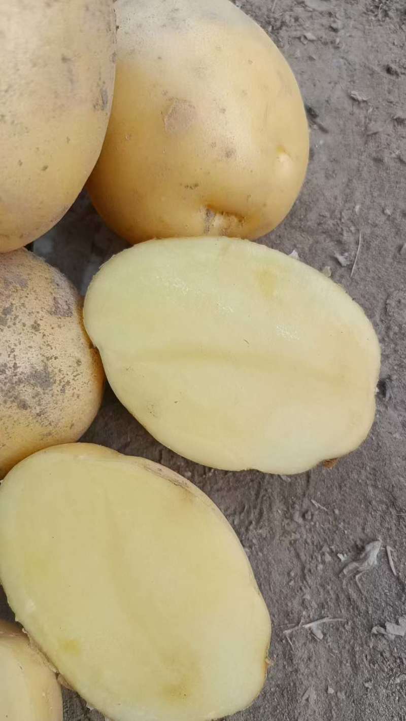 黄皮黄心土豆直产地