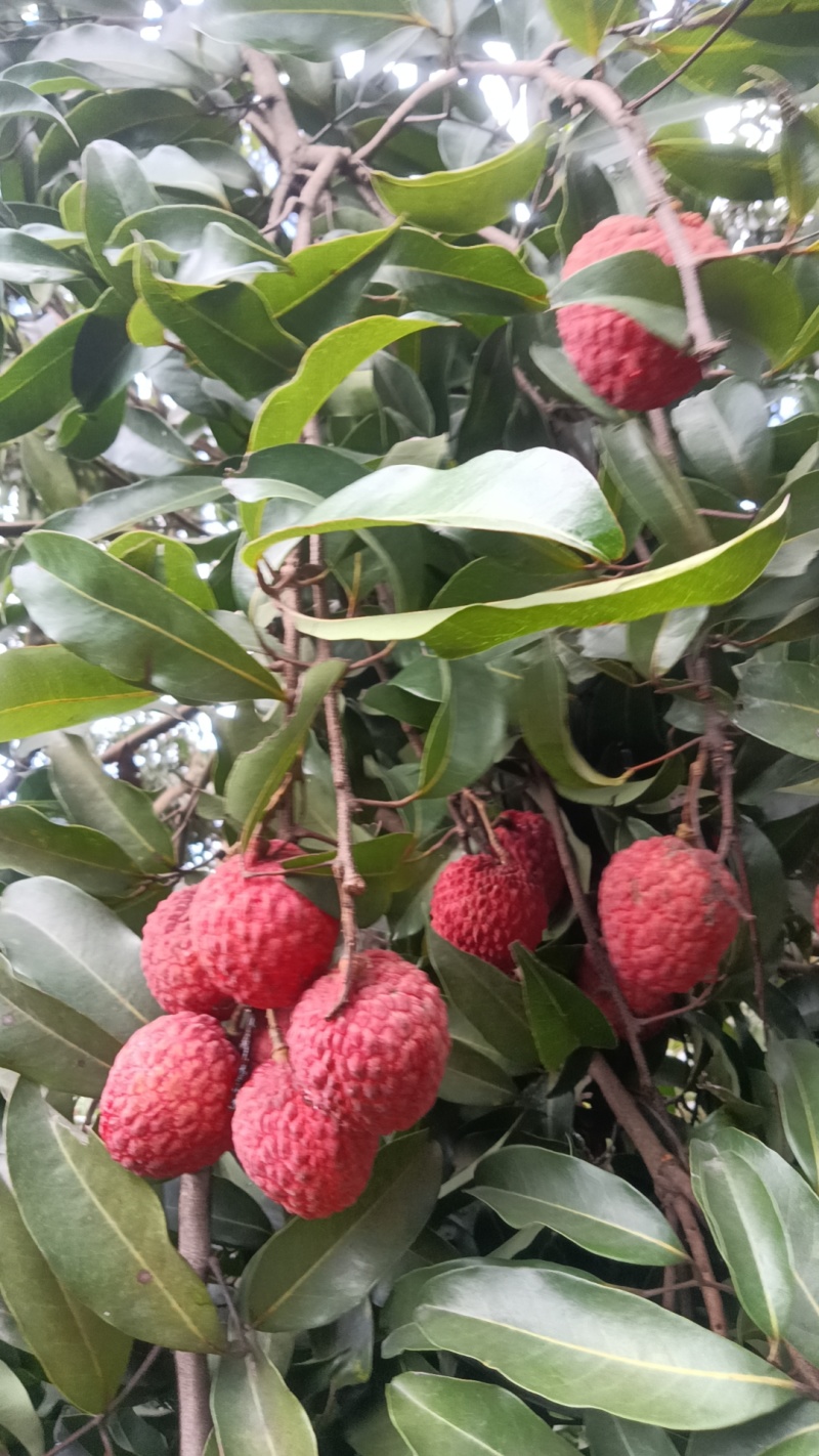 糥米糍荔枝