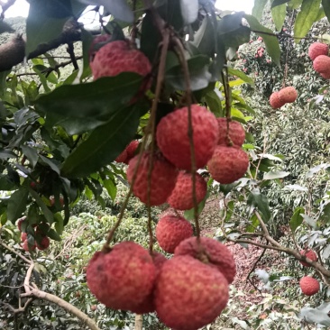 糥米糍荔枝