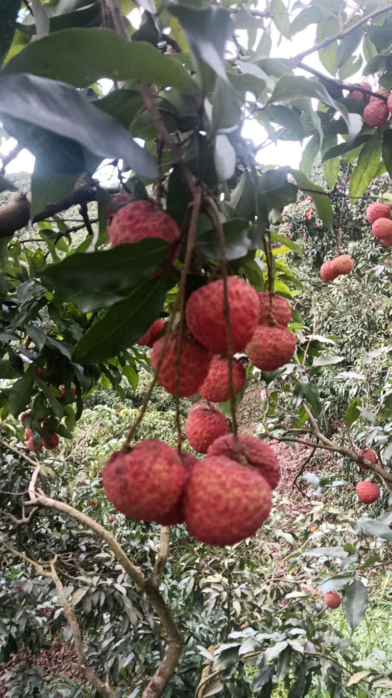 糥米糍荔枝