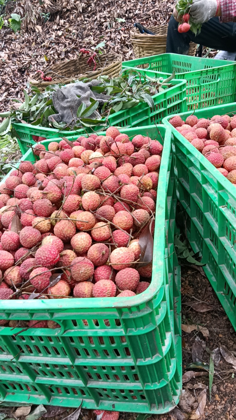 糥米糍荔枝