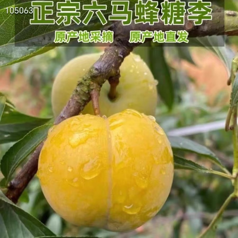 贵州蜂糖李