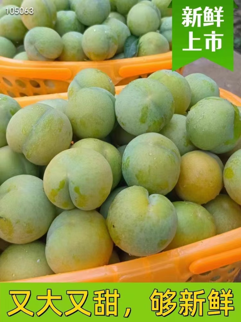 贵州蜂糖李