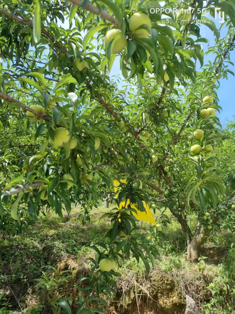 贵州蜂糖李