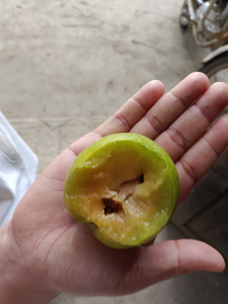 镇宁蜂糖李