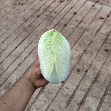 娃娃菜