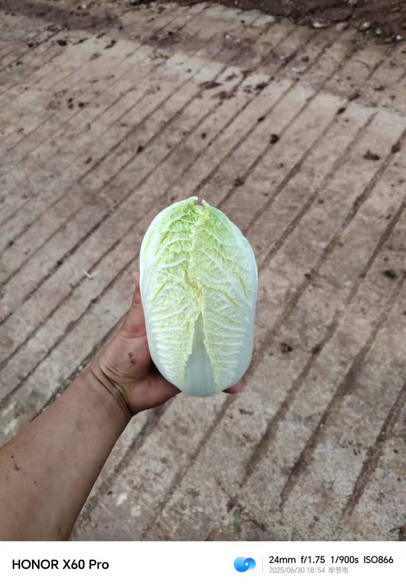 娃娃菜