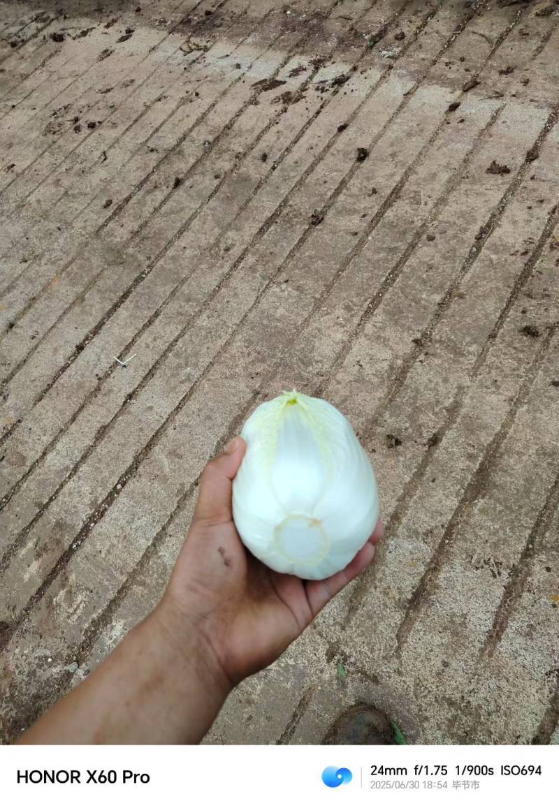 娃娃菜