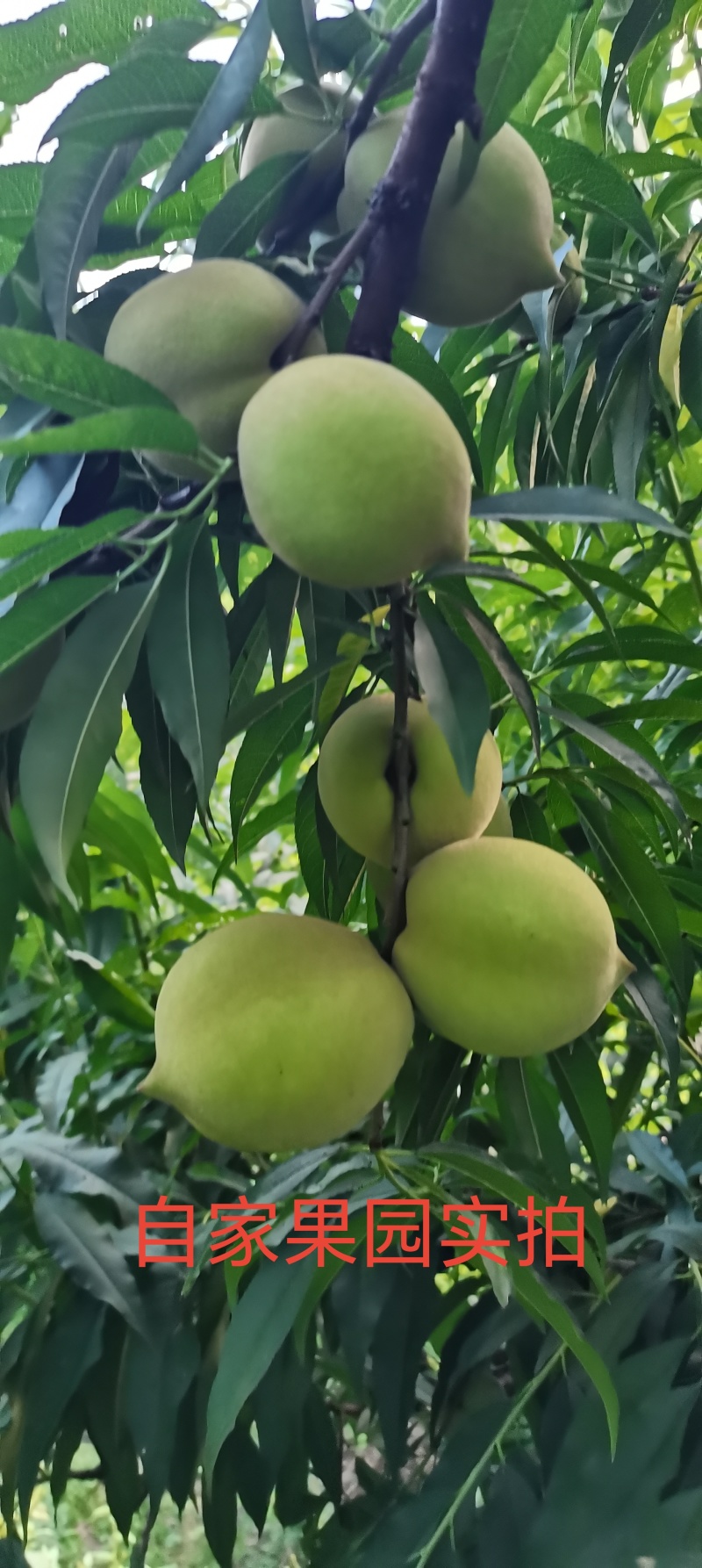 上坪鹰嘴水蜜桃