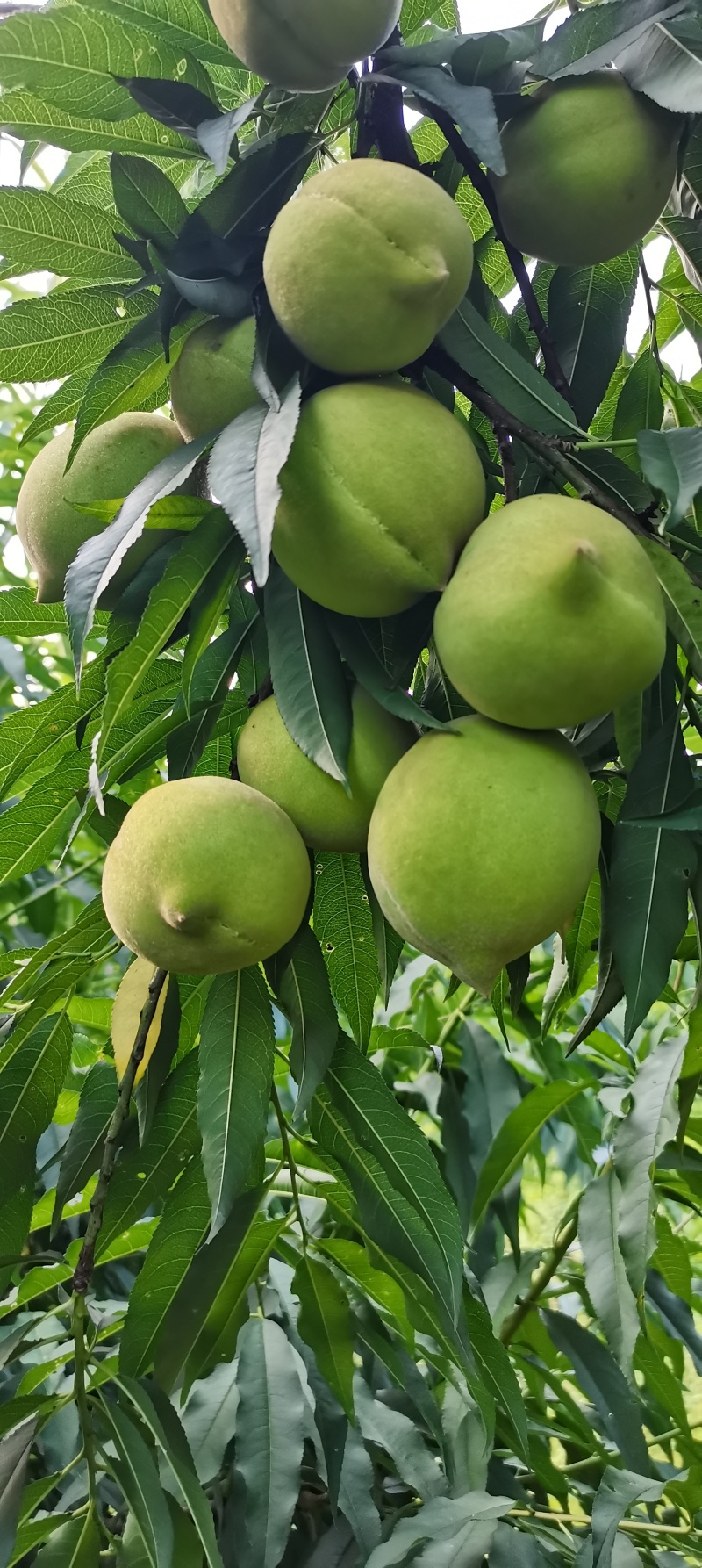 上坪鹰嘴水蜜桃