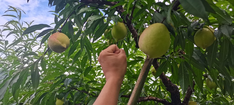 上坪鹰嘴水蜜桃