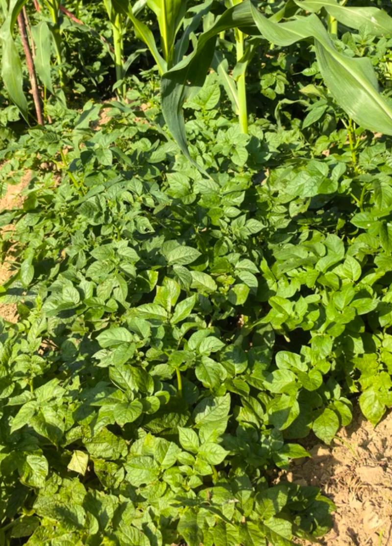 梅姑岭高山梭渣坡洋芋一口一个