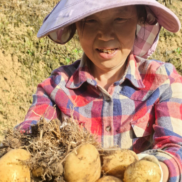 梅姑岭高山梭渣坡洋芋一口一个