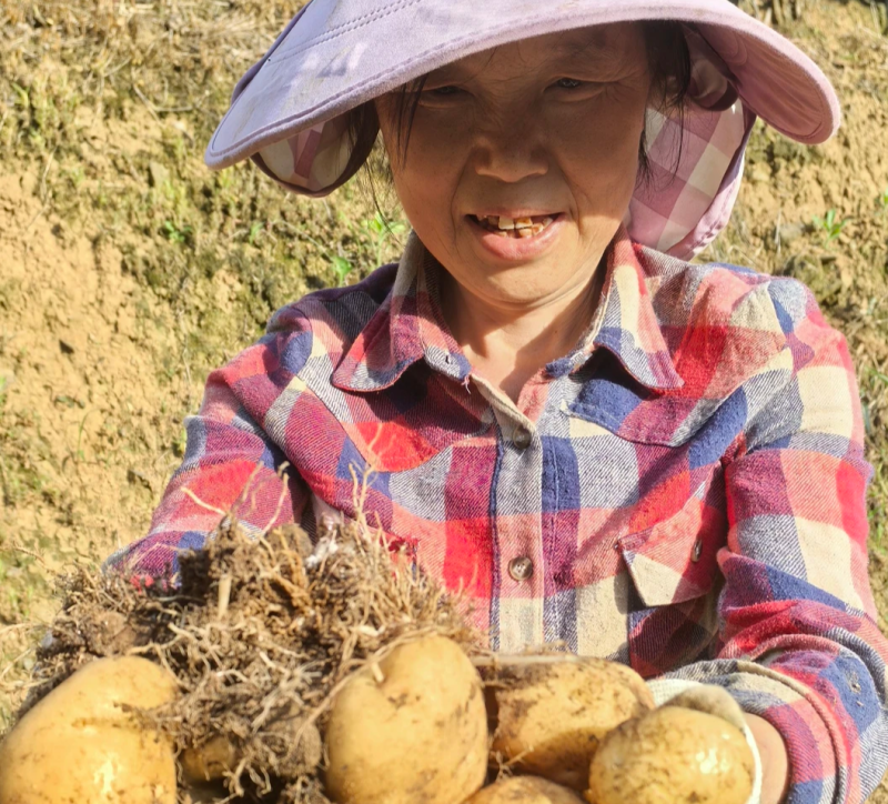 梅姑岭高山梭渣坡洋芋一口一个