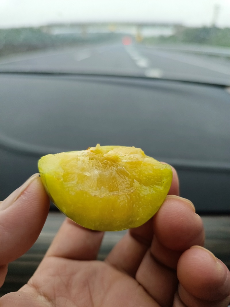 蜂糖李