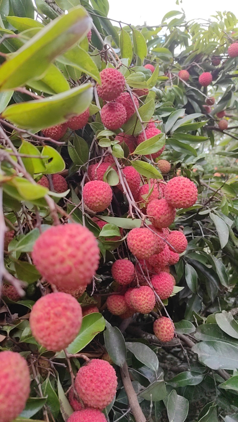荔枝