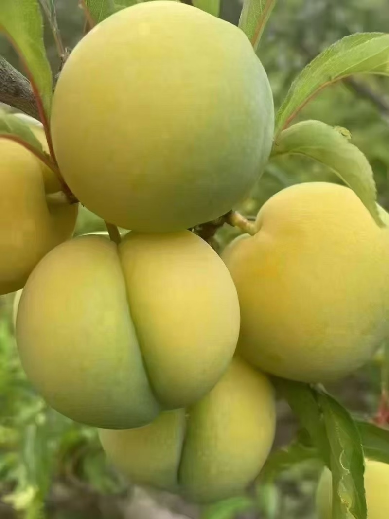 贵州六马蜂糖李