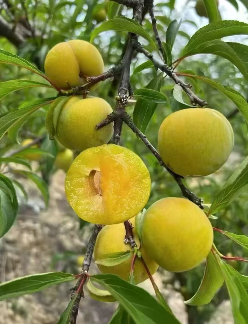 贵州六马蜂糖李