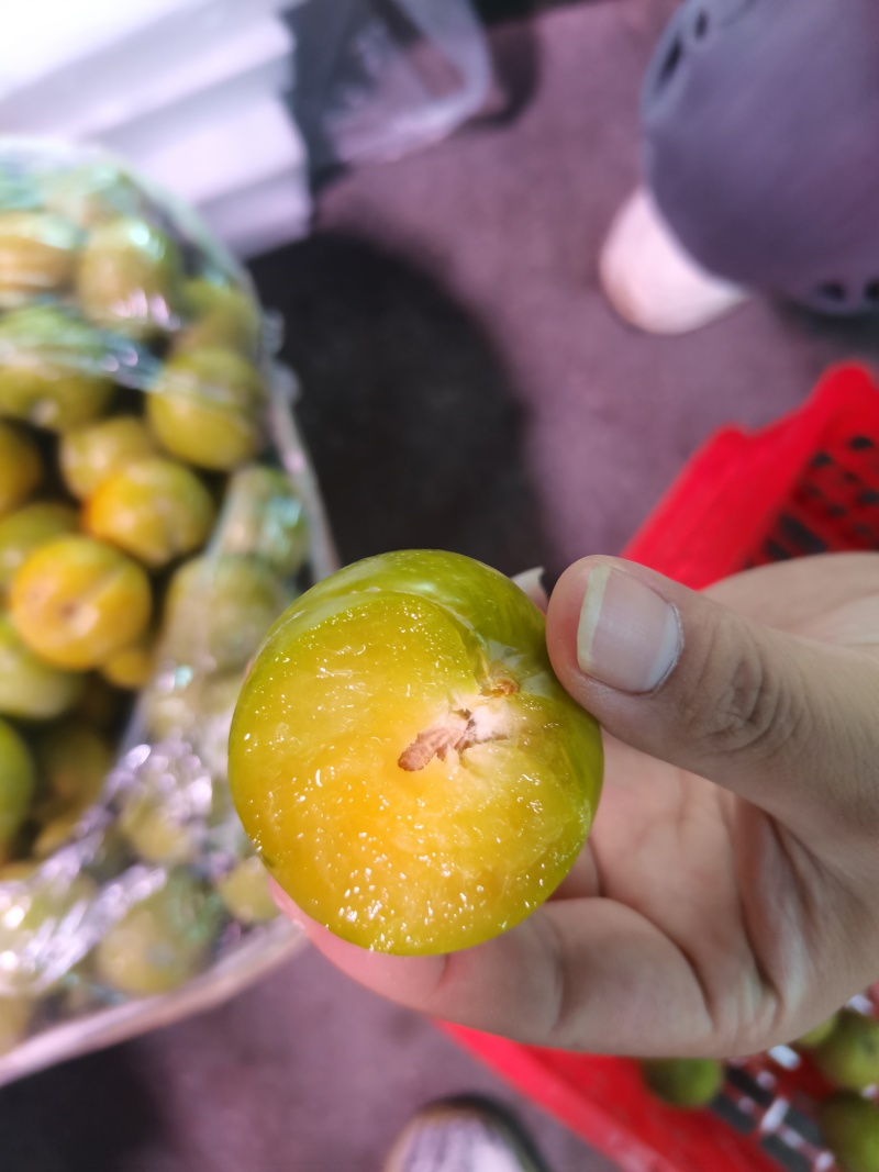 贵州六马蜂糖李