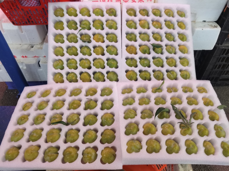 贵州六马蜂糖李