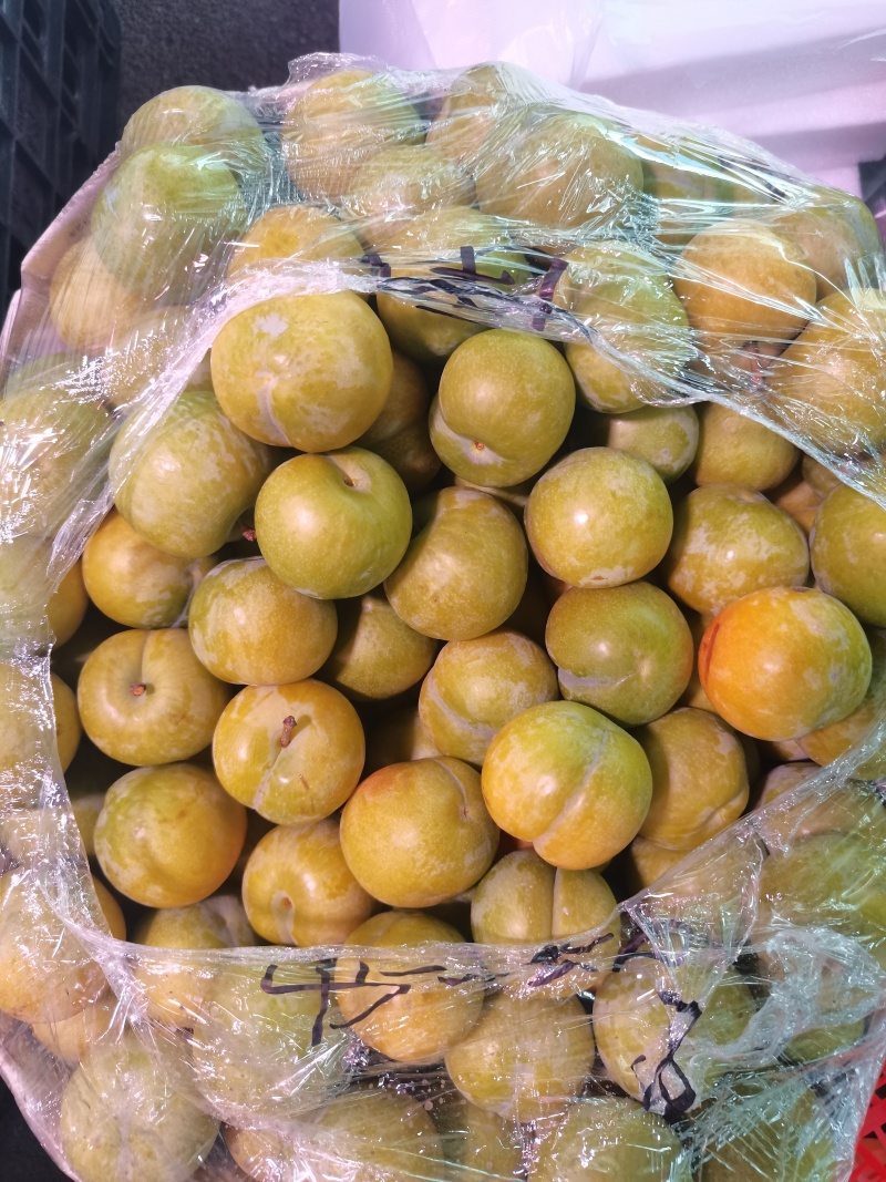 贵州六马蜂糖李