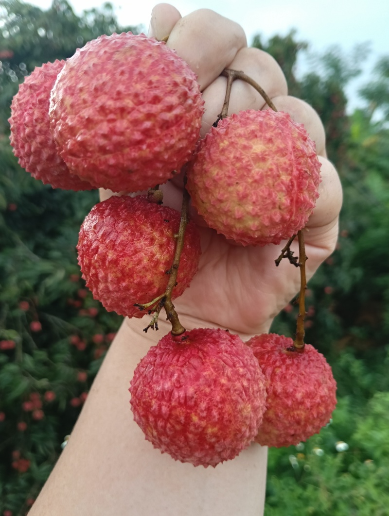 荔枝