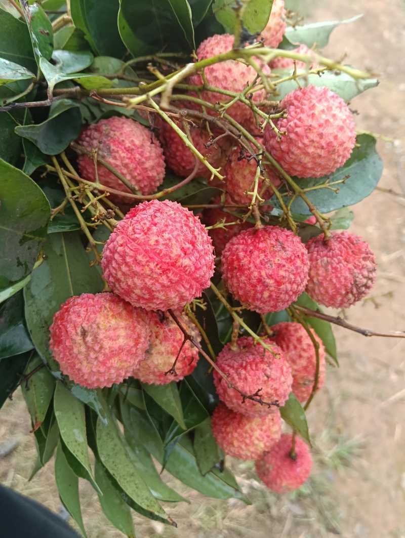 荔枝