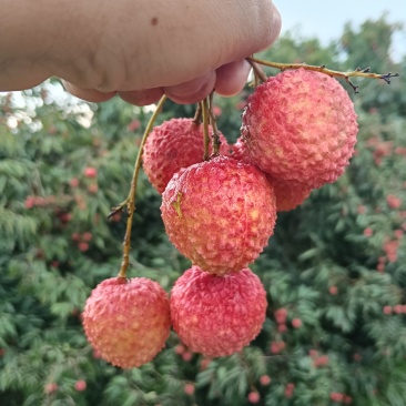 荔枝