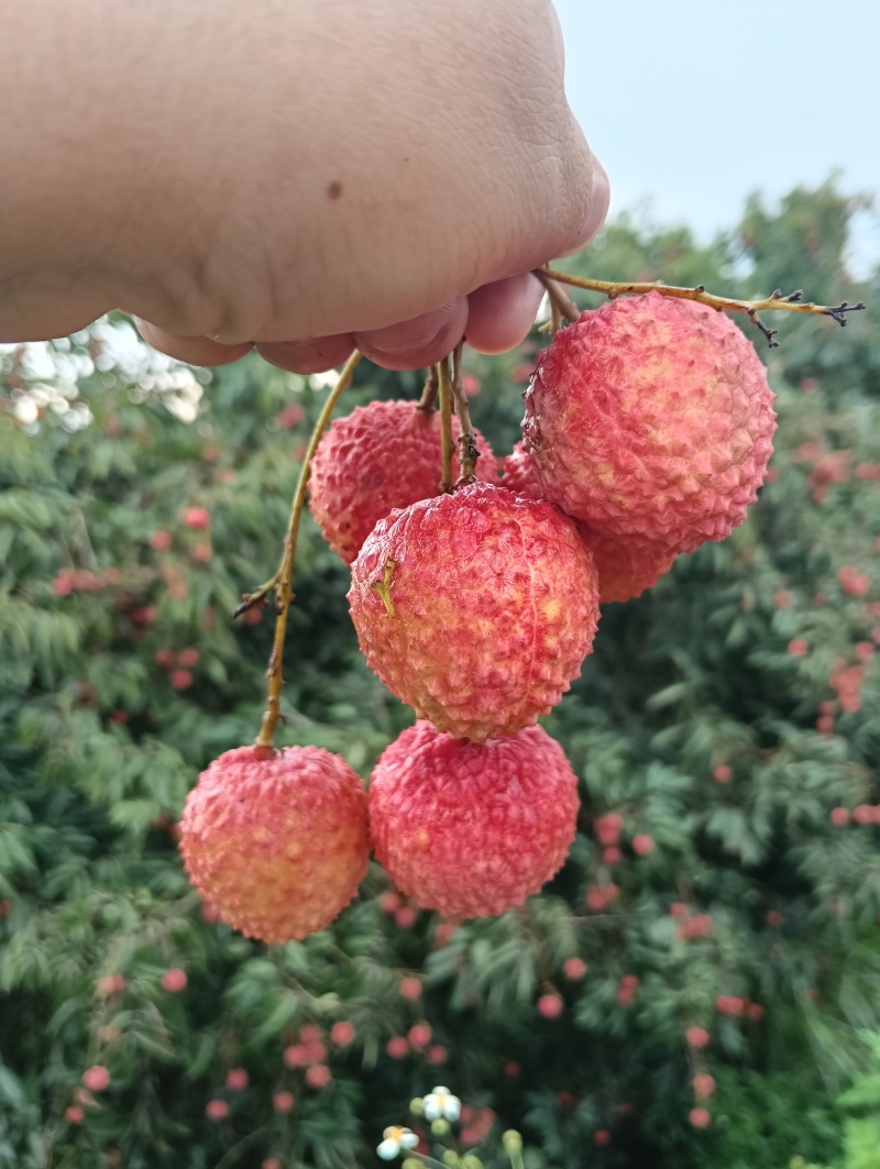 荔枝