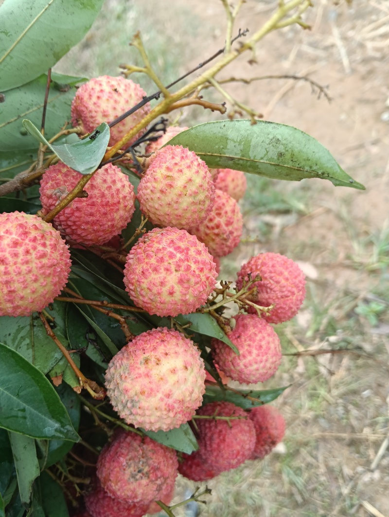 荔枝