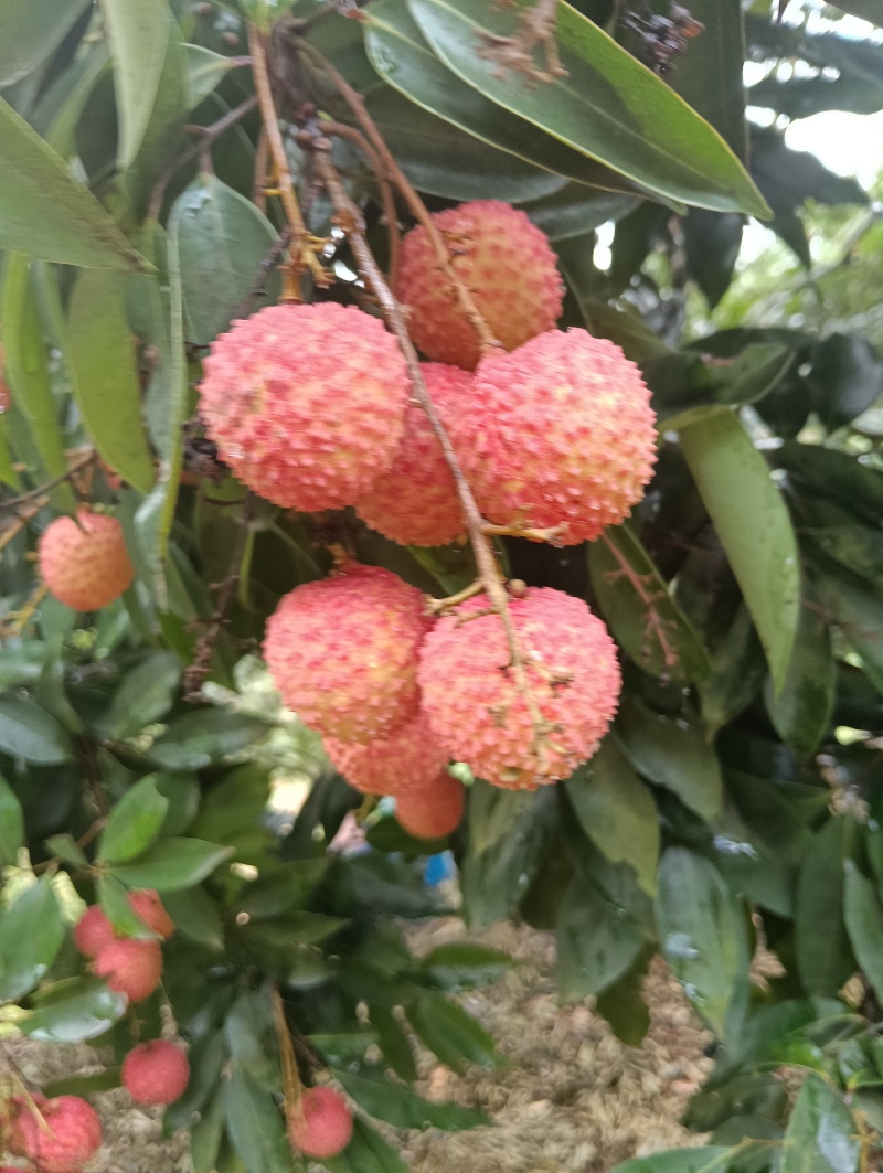 荔枝