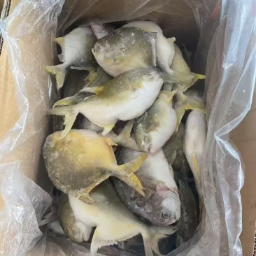 次品鲳鱼400克以下2吨