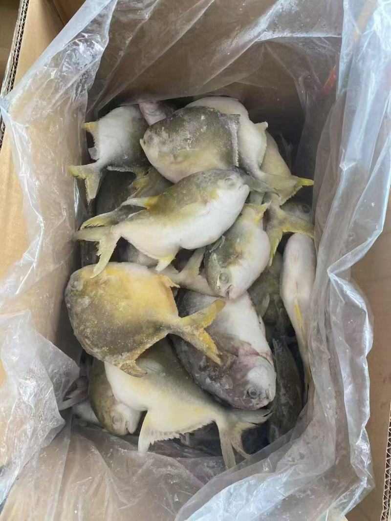 次品鲳鱼400克以下2吨