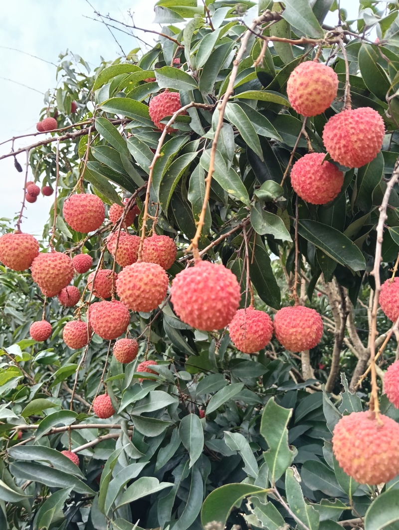 荔枝