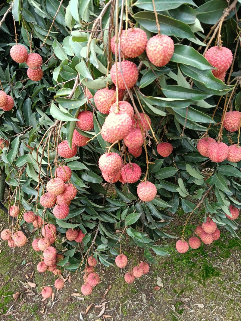 荔枝