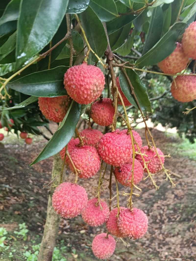 荔枝