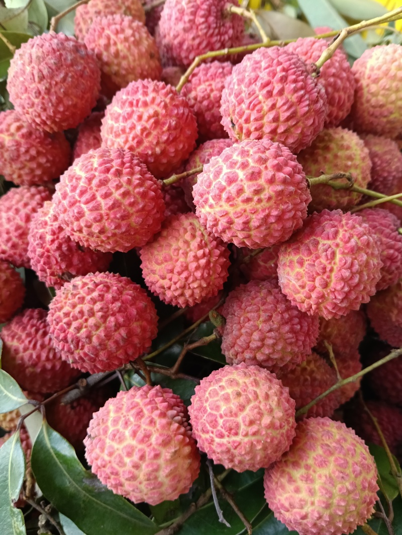 荔枝