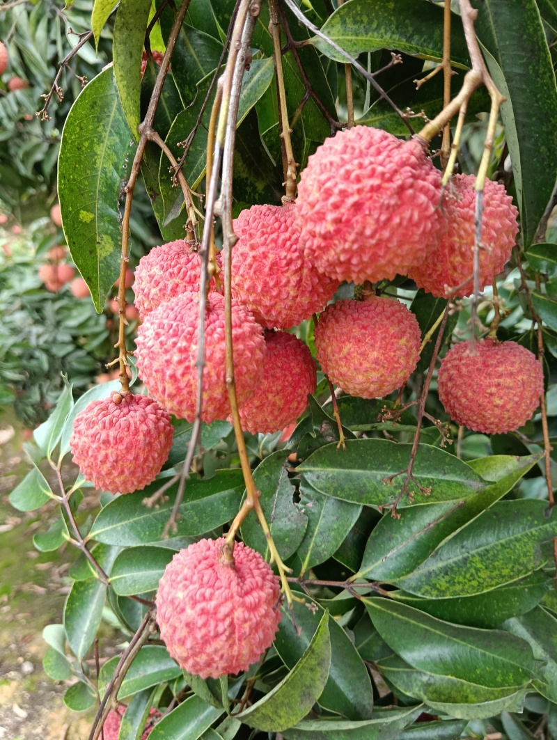 荔枝