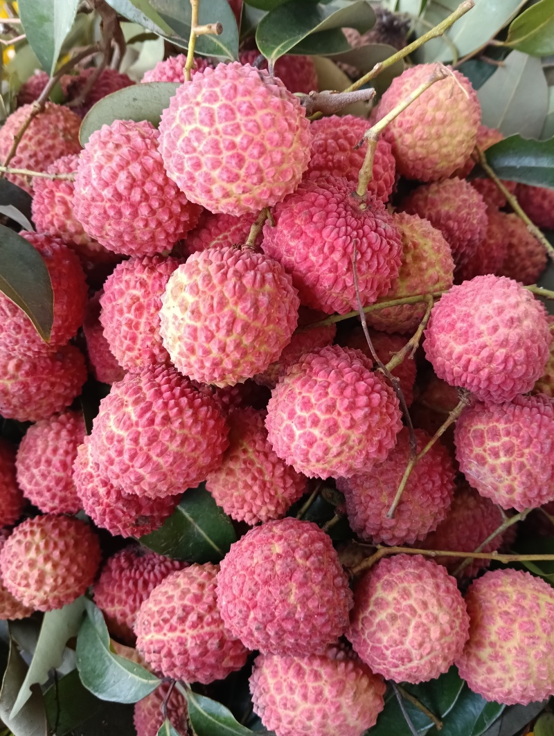 荔枝