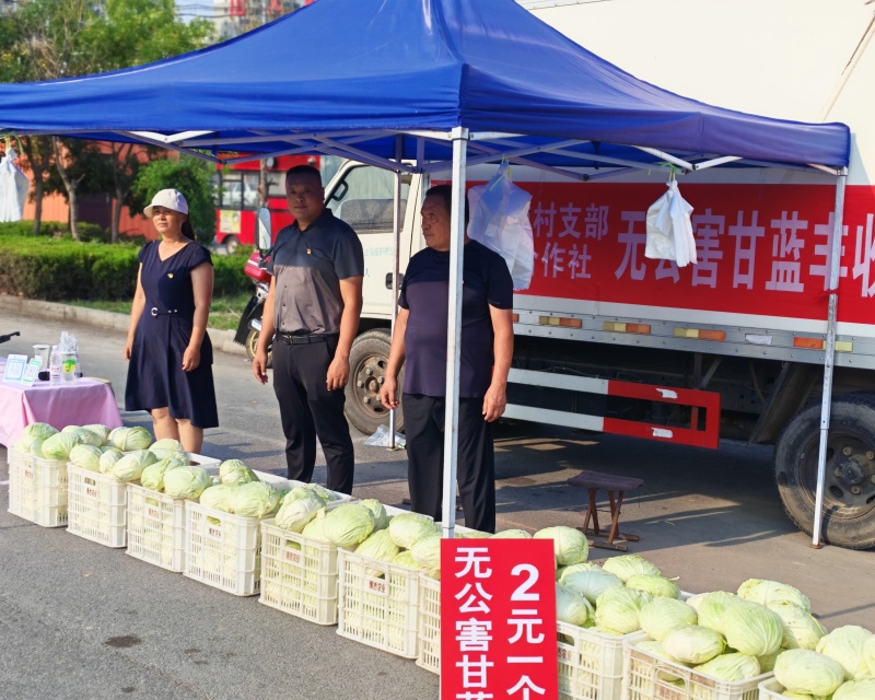 无公害水果包菜2万斤左右农民共富项目急出售，镇领导可出面