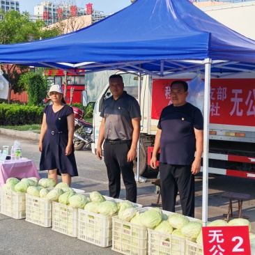 无公害水果包菜2万斤左右农民共富项目急出售，镇领导可出面