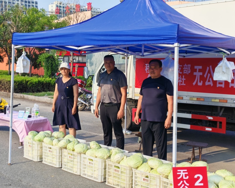 无公害水果包菜2万斤左右农民共富项目急出售，镇领导可出面