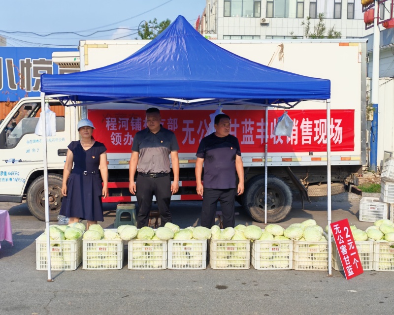 无公害水果包菜2万斤左右农民共富项目急出售，镇领导可出面