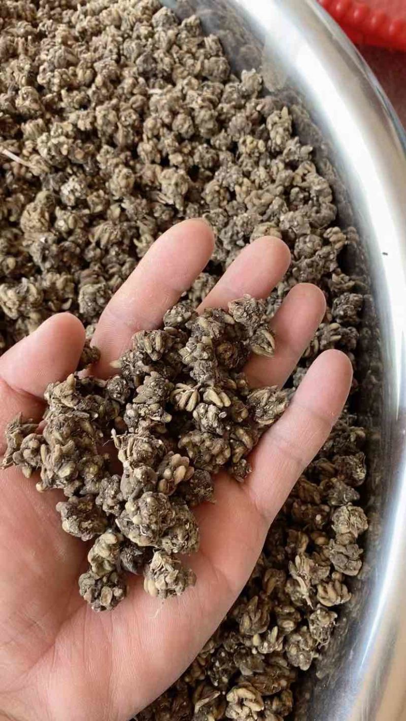 猫爪草，猫爪草