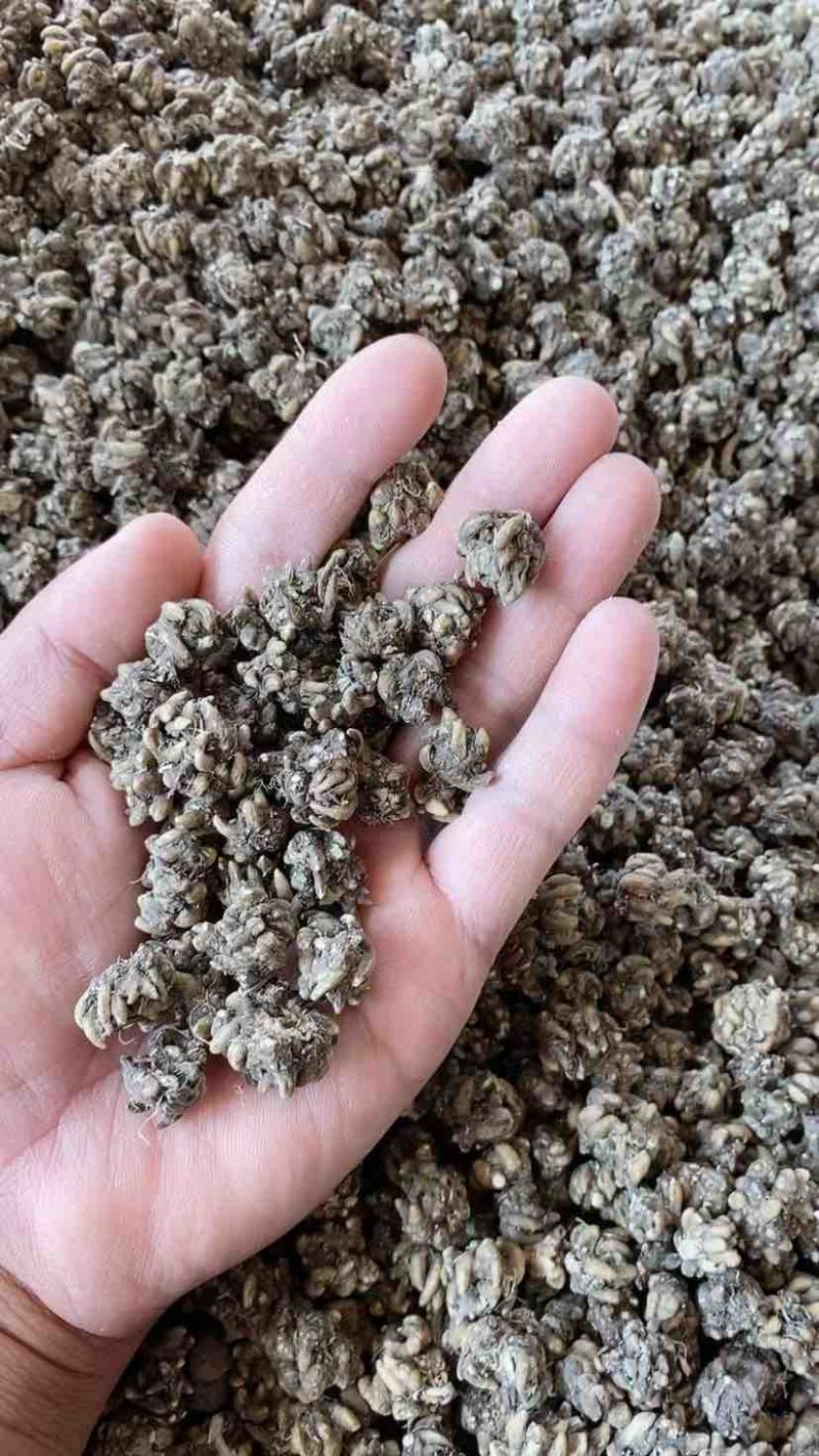 猫爪草，猫爪草