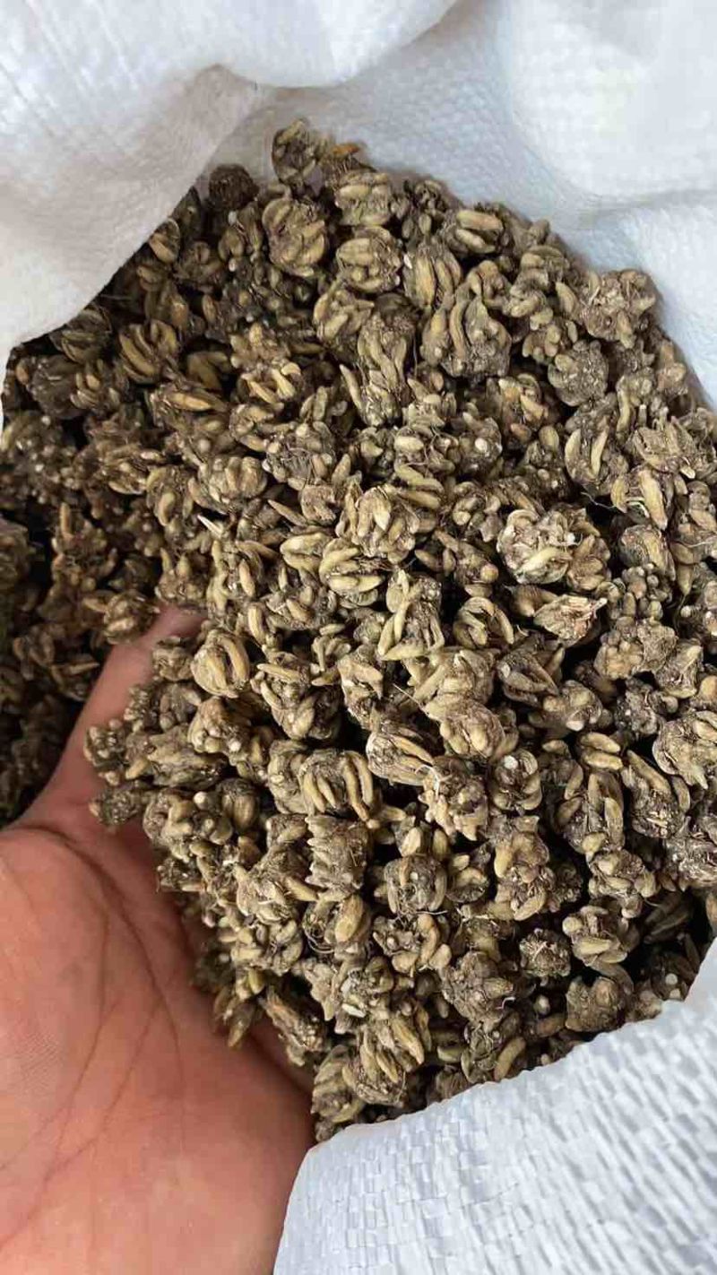猫爪草，猫爪草