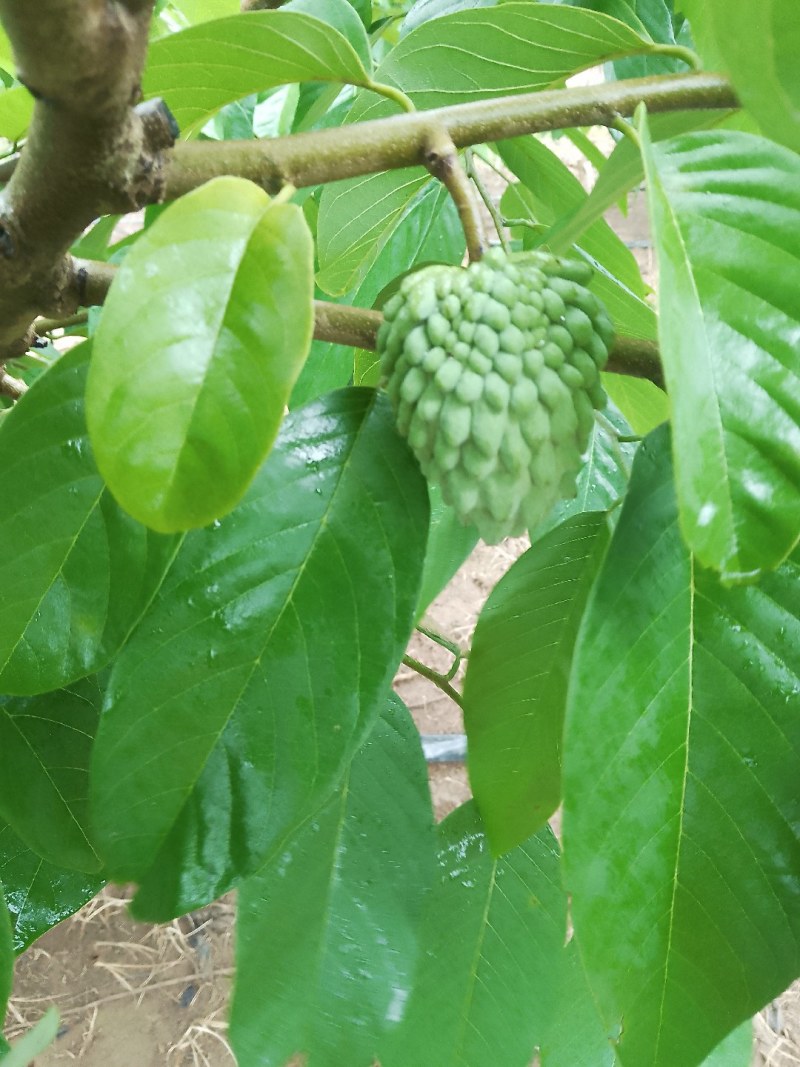 凤梨释迦果